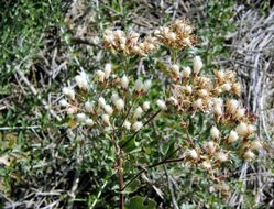 Plancia ëd Acourtia wrightii (A. Gray) Reveal & R. M. King