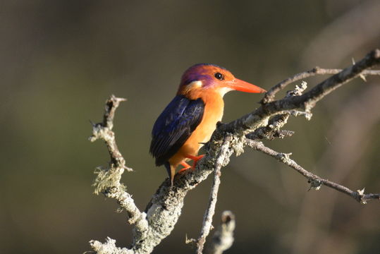 Image of African Pygmy Kingfisher