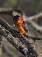 Ispidina picta (Boddaert 1783)的圖片