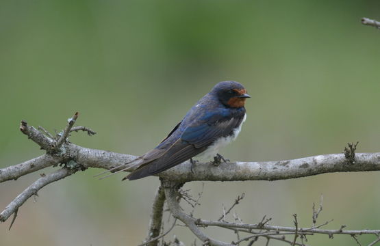 Image of Barn Swallow