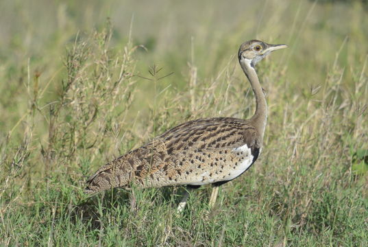 Image of Black-bellied Bustard