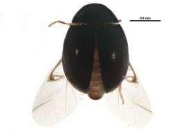 Trinodinae resmi