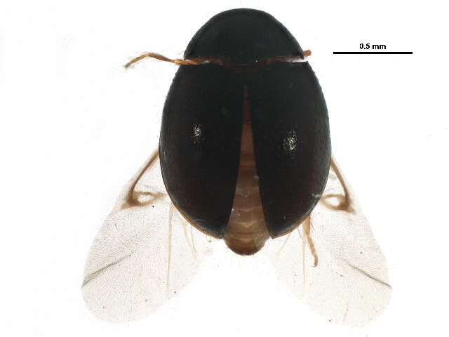 Trinodinae resmi