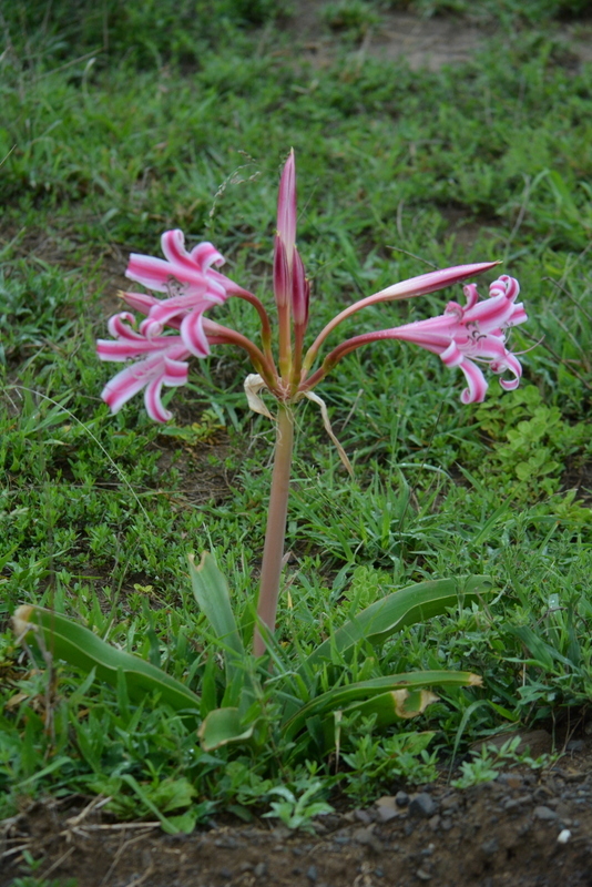 Imagem de Crinum stuhlmannii Baker