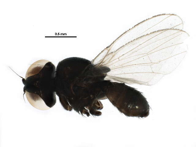 Image of Pholeomyia