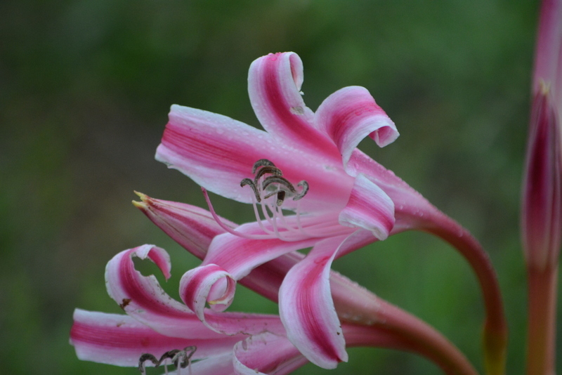 Image of Crinum stuhlmannii Baker