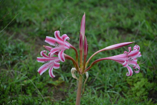 Image of Crinum stuhlmannii Baker