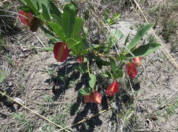 Image of Combretum platypetalum Welw. ex Laws.