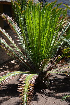 Image of Natal Cycad