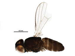 Image of Hemeromyia