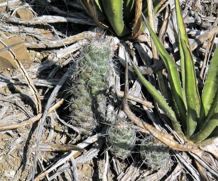 Image of Chihuahuan beehive