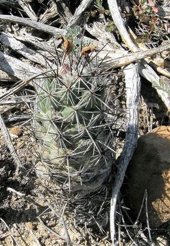 Image of Chihuahuan beehive