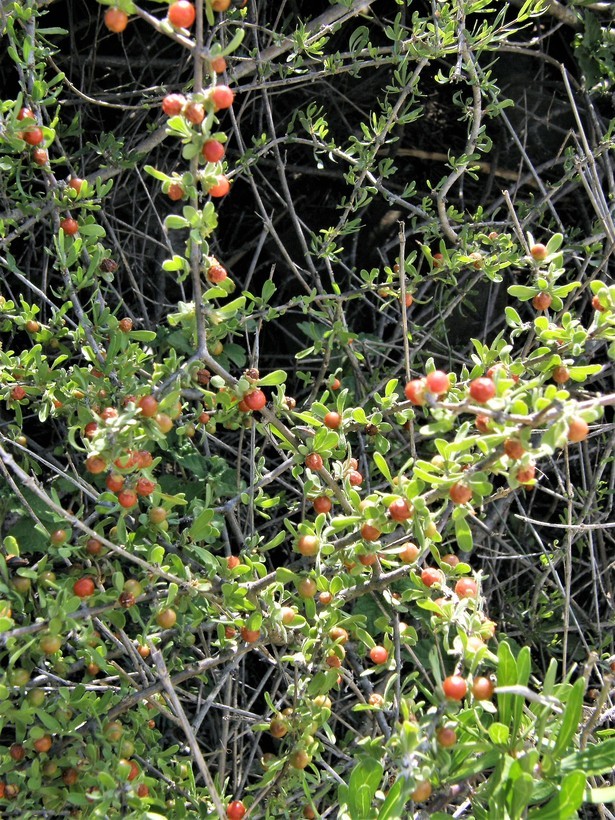 Image of desert yaupon