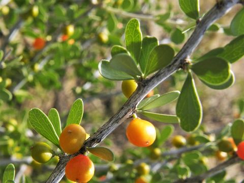 Imagem de Schaefferia cuneifolia A. Gray