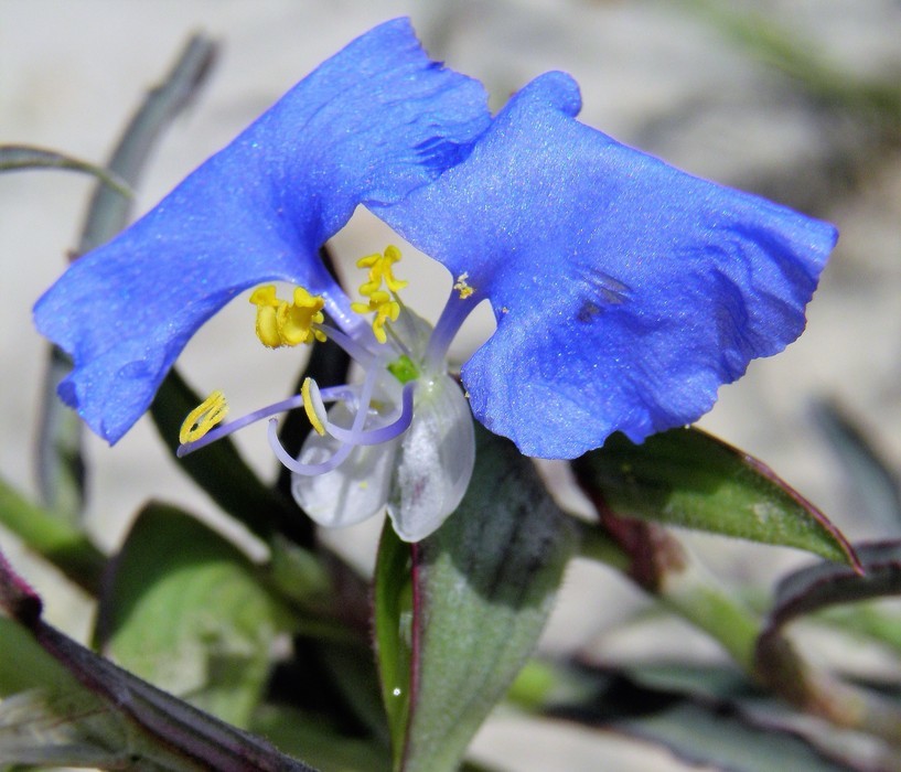 Image of whitemouth dayflower