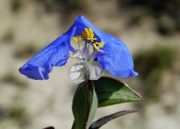 Image of whitemouth dayflower