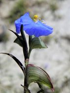 Image of whitemouth dayflower