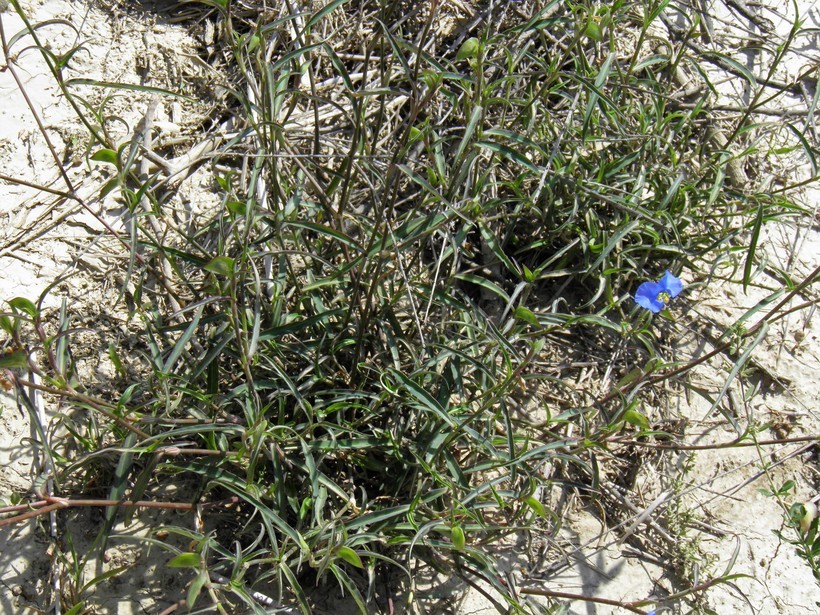 Image of whitemouth dayflower