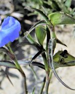 Image of whitemouth dayflower