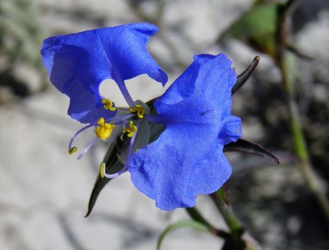 Image of whitemouth dayflower