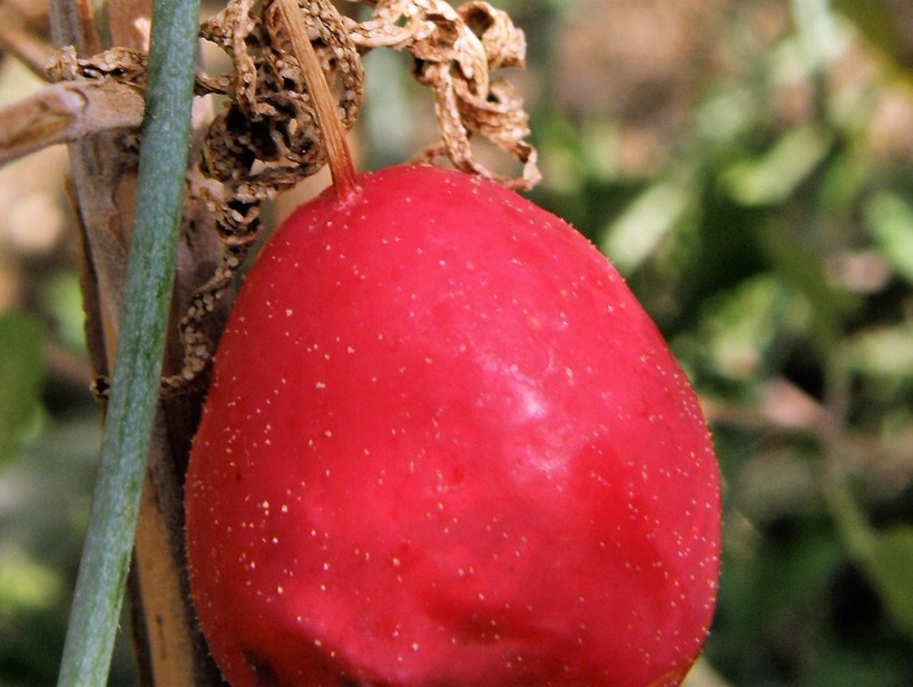 Image of slimlobe globeberry