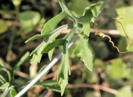 Image of slimlobe globeberry