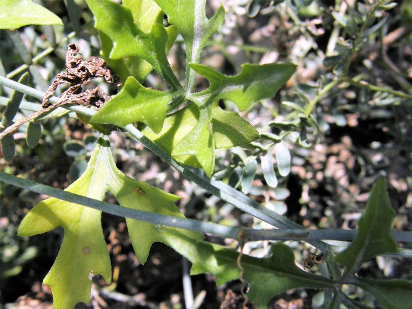 Image of slimlobe globeberry