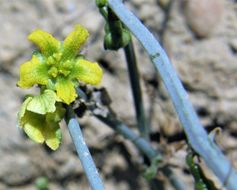 Image of slimlobe globeberry