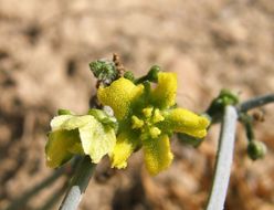 Image of slimlobe globeberry