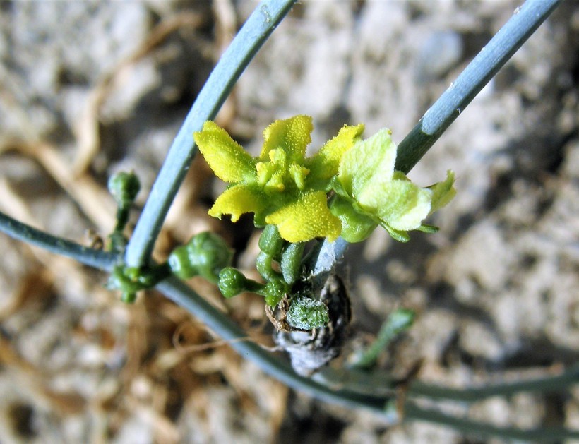 Image of slimlobe globeberry