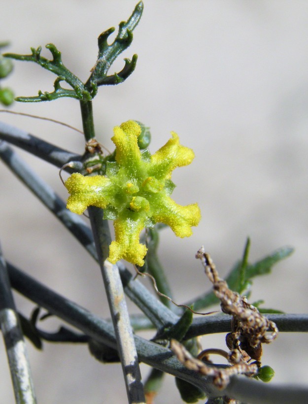 Image of slimlobe globeberry