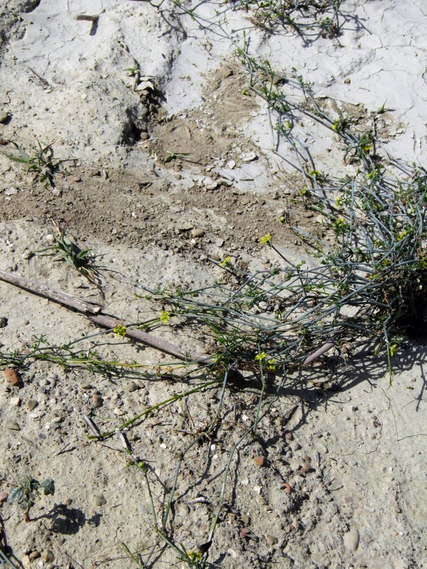 Image of slimlobe globeberry