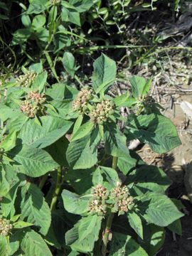 Image of toothed spurge