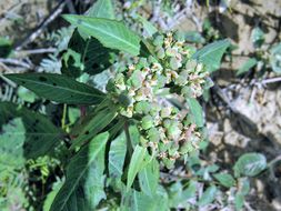 Слика од Euphorbia dentata Michx.