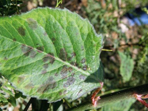 Image of toothed spurge