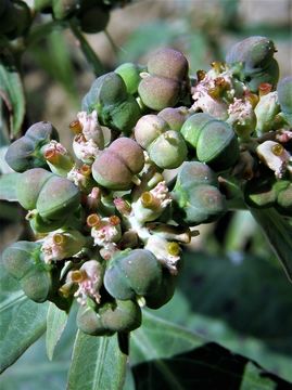 Слика од Euphorbia dentata Michx.