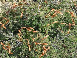 Imagem de Calliandra conferta Benth.