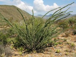 Image of ocotillo