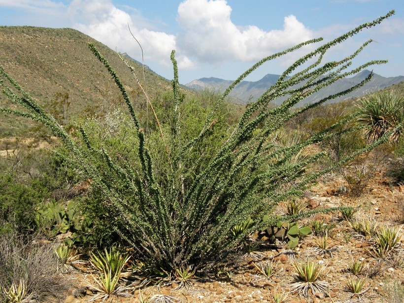 Imagem de Fouquieria splendens Engelm.