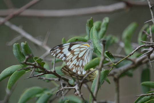 Слика од Belenois aurota (Fabricius 1793)