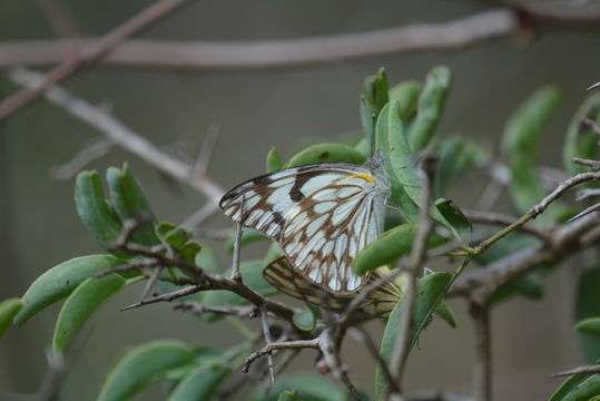 Image de Belenois aurota (Fabricius 1793)