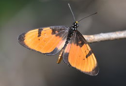 Image of Acraea anemosa Hewitson 1865