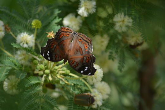 Imagem de Junonia natalica Felder 1860