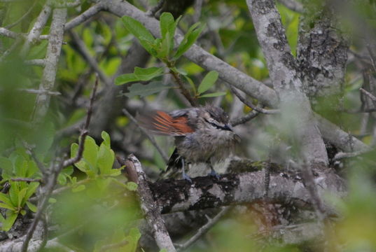 Image of Brown-crowned Tchagra