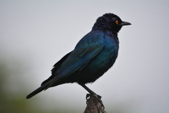 Image of Cape Glossy Starling