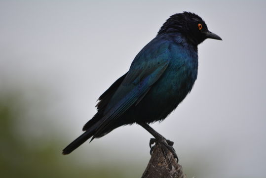 Image of Cape Glossy Starling