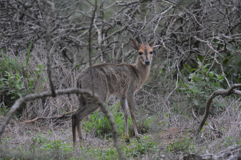 Image of Bush Duiker