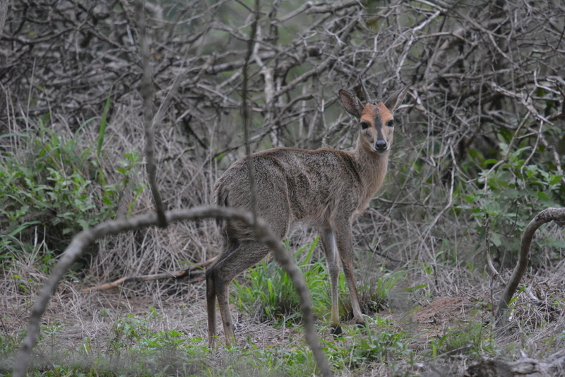 Image of Bush Duiker