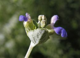 Image of shrubby blue sage