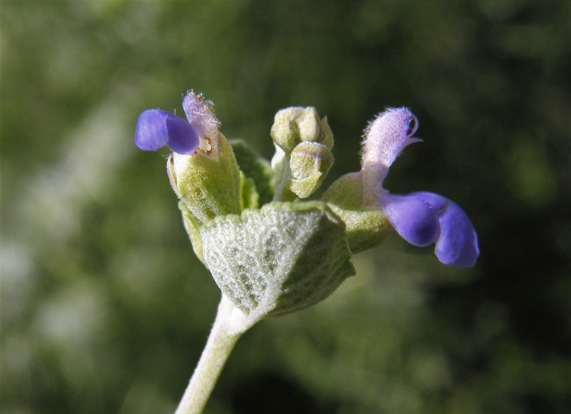 Salvia ballotiflora Benth. resmi